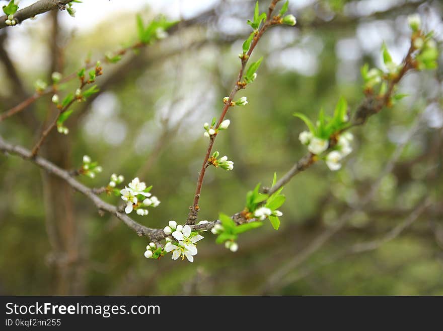 White Petaled Flowers