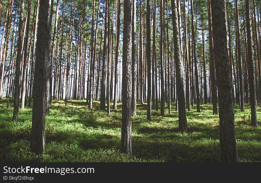 Photography of Tree Trunks