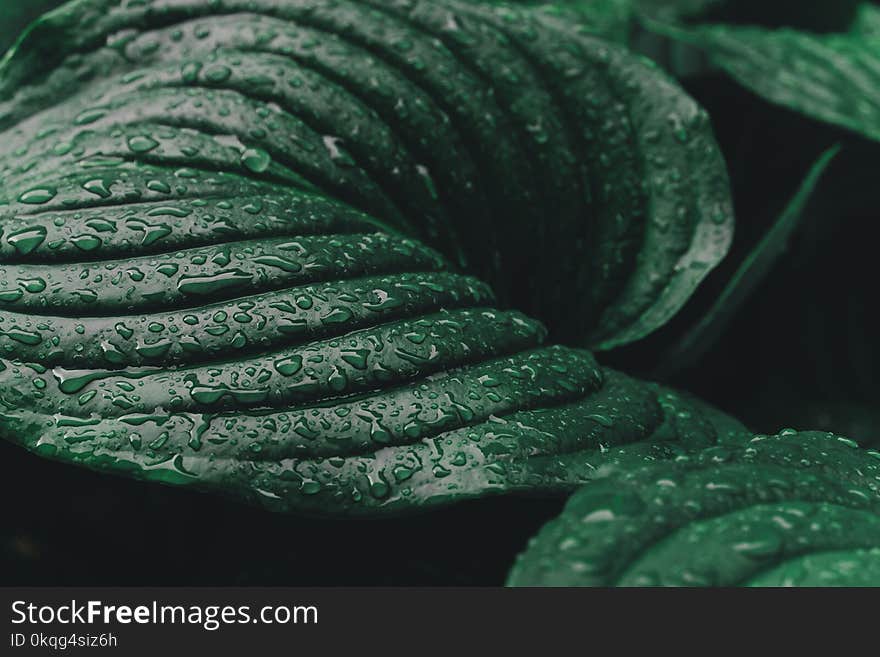 Large leaves of Spathiphyllum or Peace lily after the rain