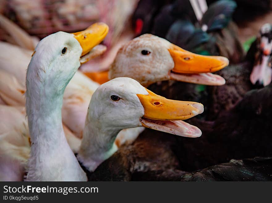 Geese for sale in local market, to be taken home for dinner