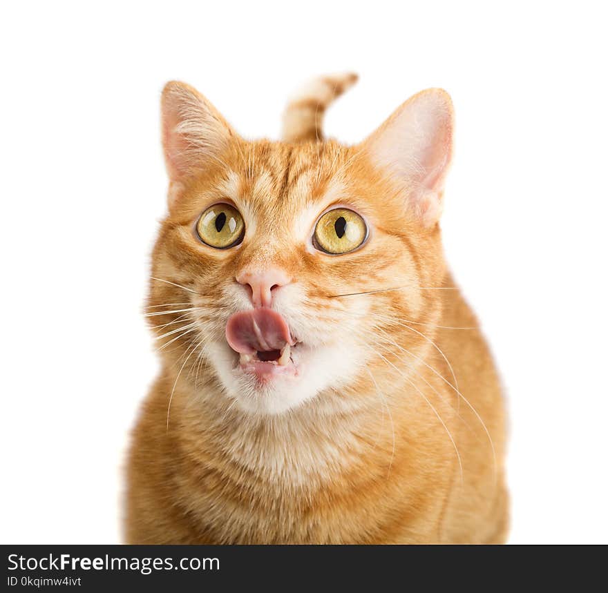 Big ginger cat licking his chops, isolared on white background