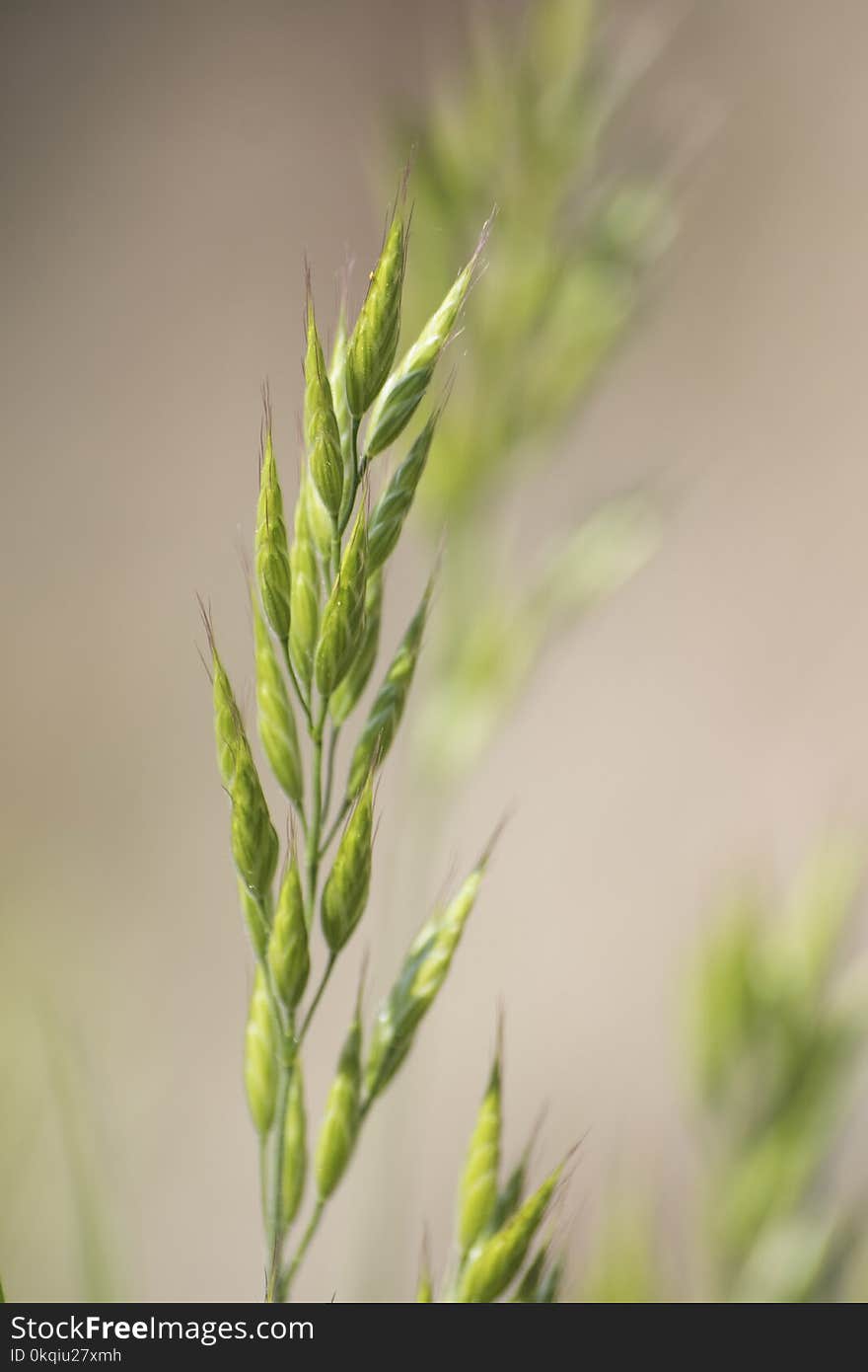 Green ear of corn in a soft background