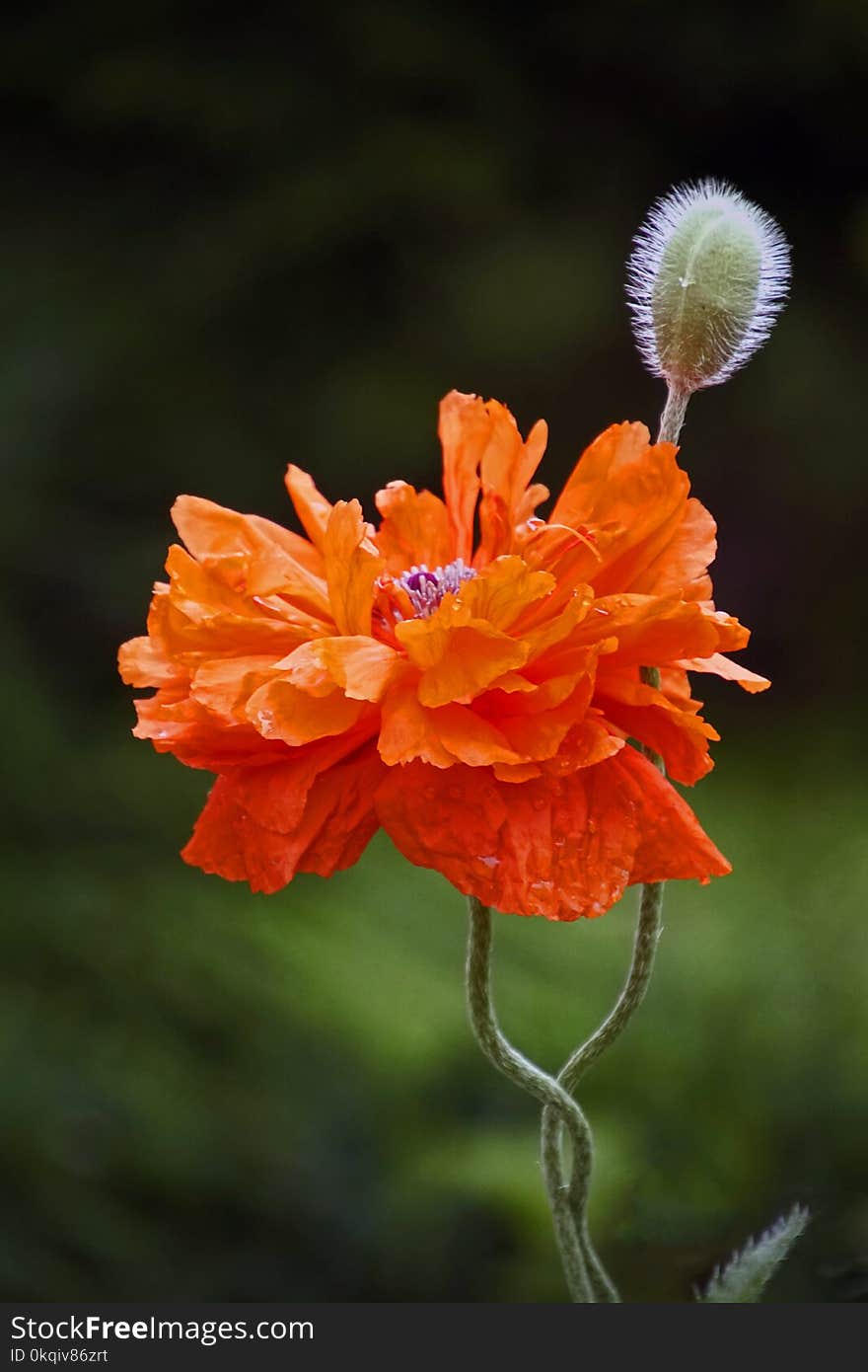 Poppy flower. Scarlet petals like sails