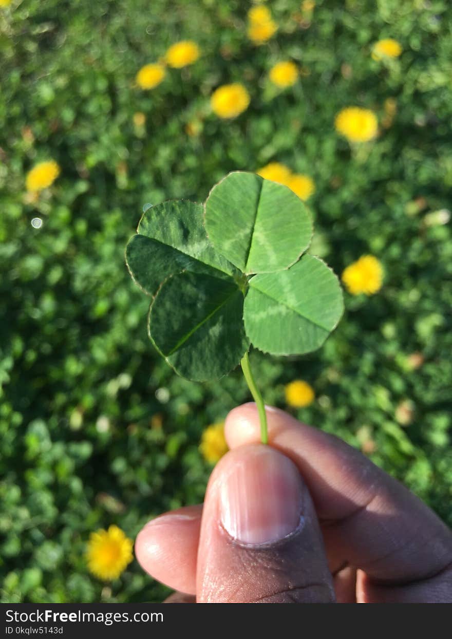 Lucky four leaves clover