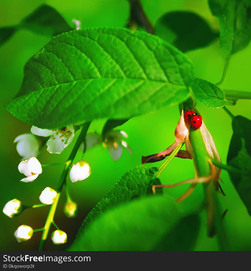 Pair of ladybugs on a branch of blossoming bird-cherry among green leaves and buds of flowers close-up. Selective focus, blurred vignette. Pair of ladybugs on a branch of blossoming bird-cherry among green leaves and buds of flowers close-up. Selective focus, blurred vignette.