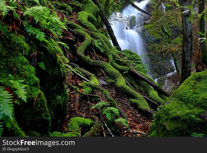 An image taken after a heavy rain at Uvas Canyon park located in Northern California`s Santa Cruz mountains. An image taken after a heavy rain at Uvas Canyon park located in Northern California`s Santa Cruz mountains.