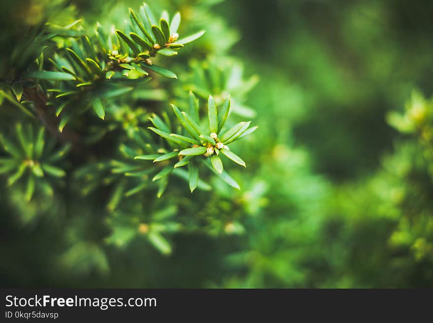 Taxus baccata Yaw tree bush in the garden. Selective focus.