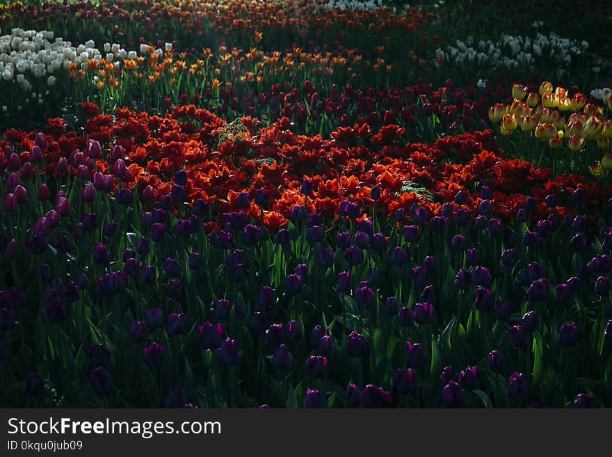 A glade in the garden with multi-colored tulips. In the sun.