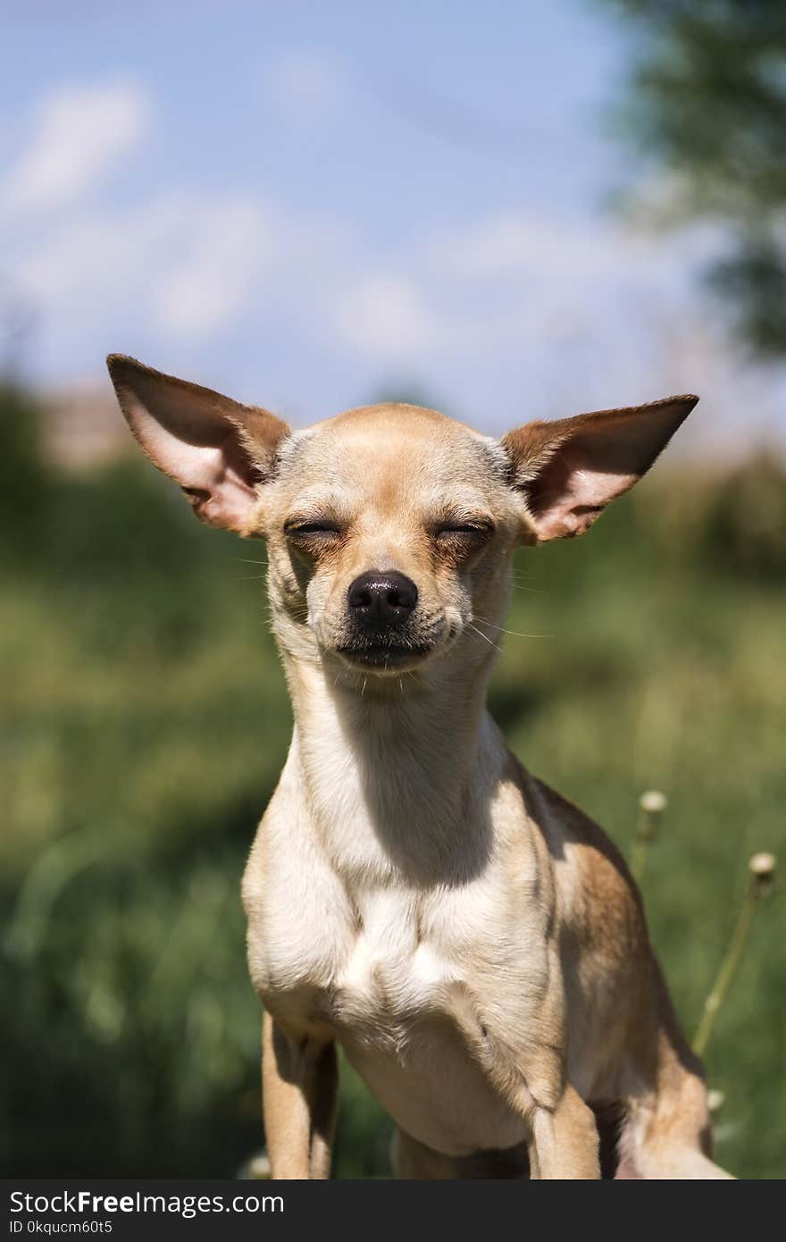 Russian smooth-coated Toy Terrier set his ears apart. Canis lupus familiaris