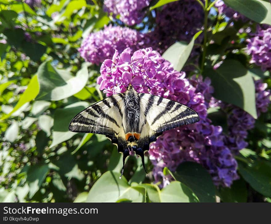 Butterfly on a purple flower from my garden