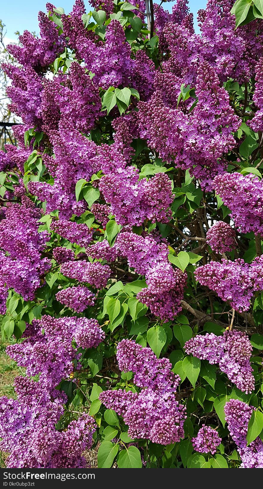 Beautiful blooming lilac bush in springtime