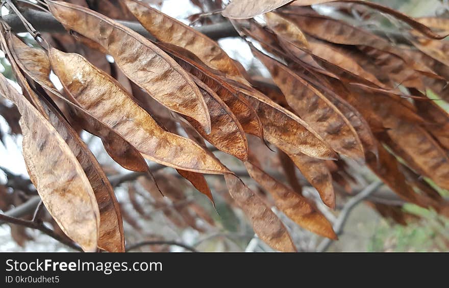 Brown and gold dried acacia pods on the tree in fall season