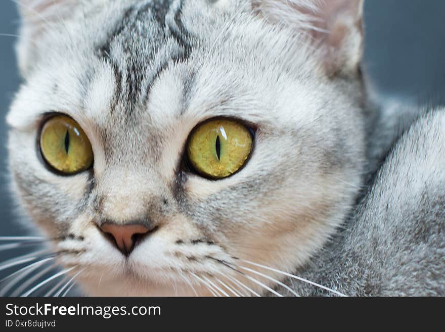 Close View of a Cat&#x27;s Face