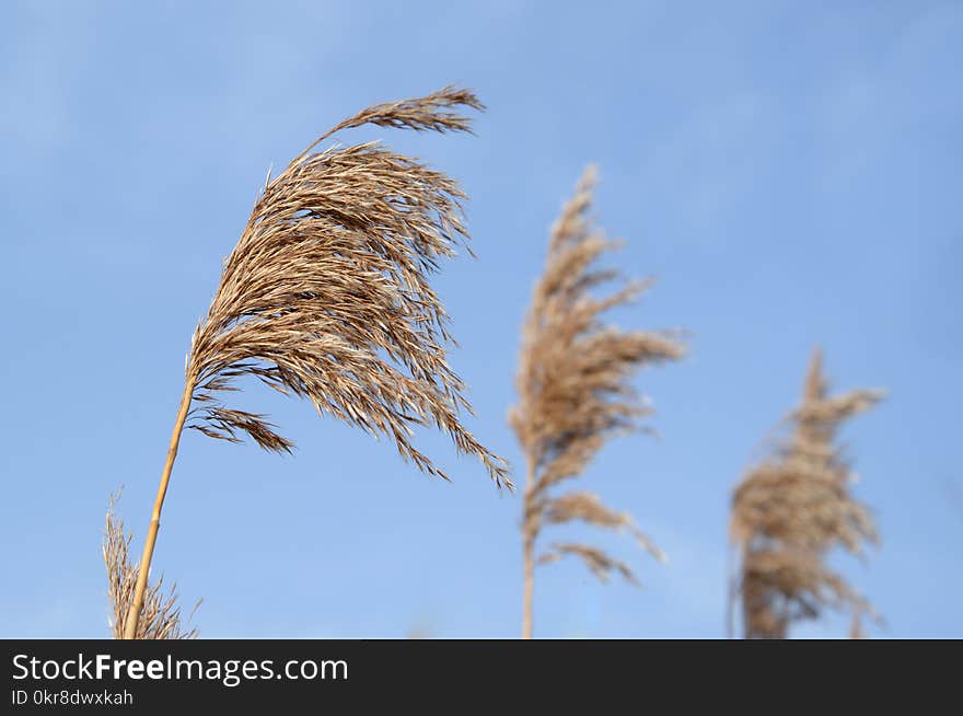 Selective Focus Photography of Brown Leaf Plant