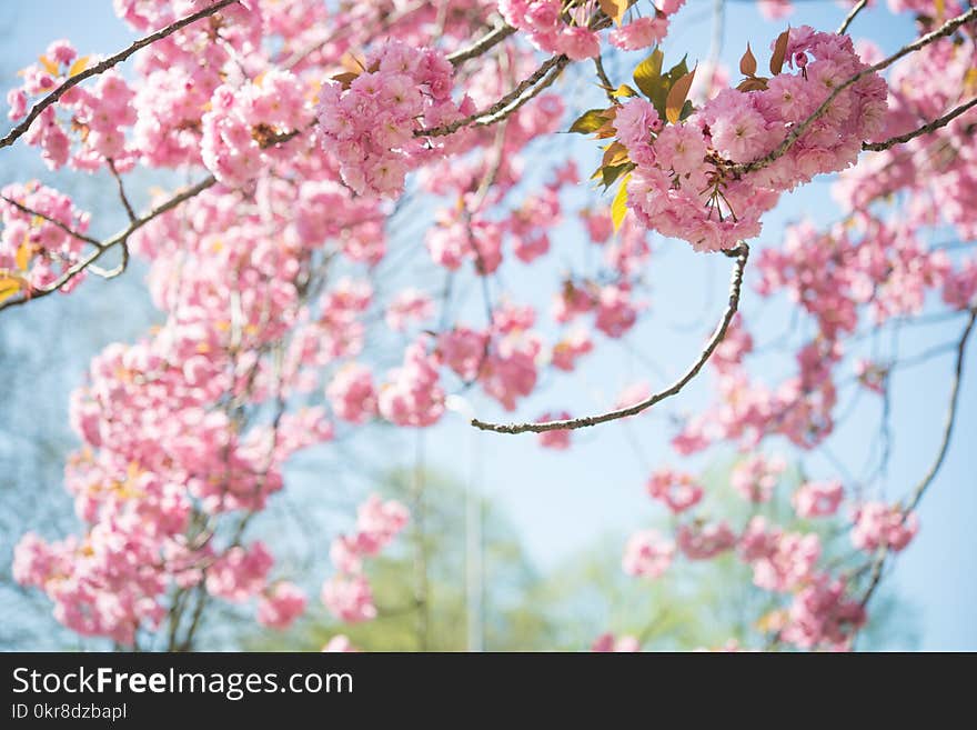 Tilt-shift Photography of Cherry Blossoms