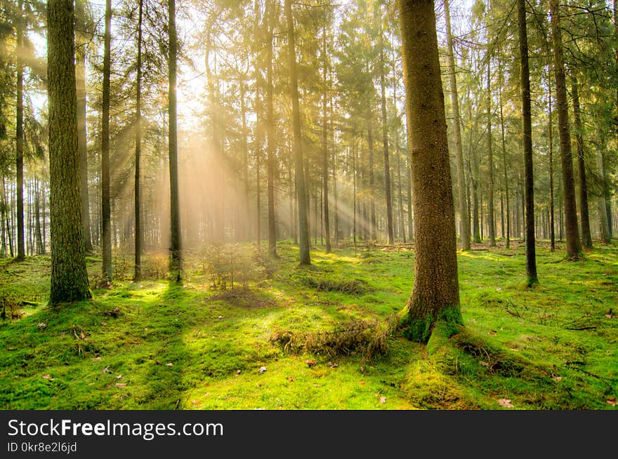 Gray Tree Trunks Under the Clear Sky