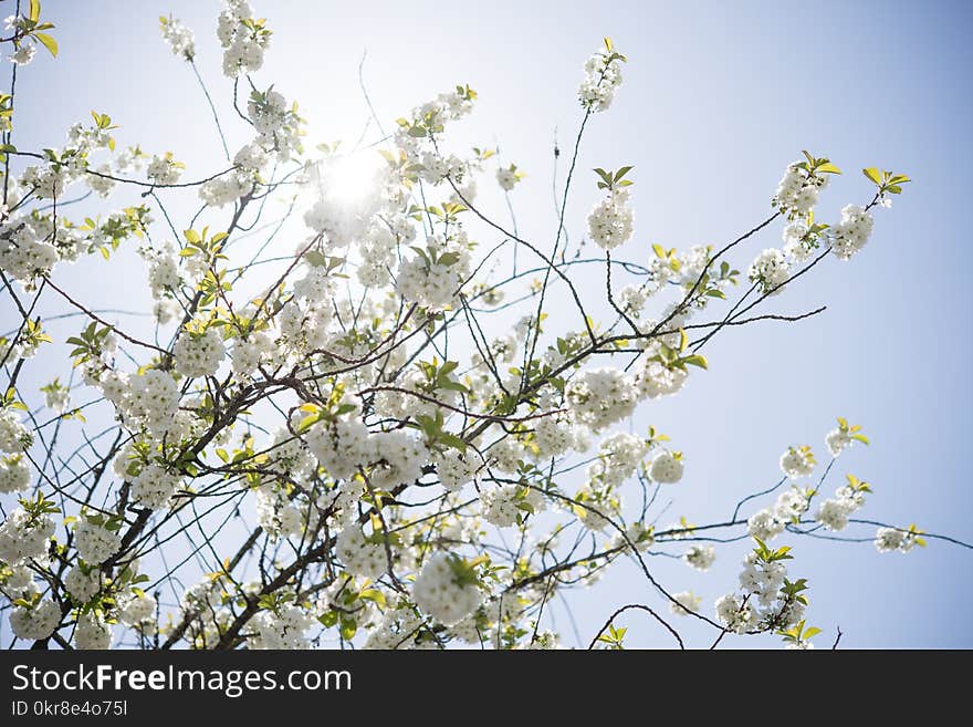 Yellow Petaled Flower Tree