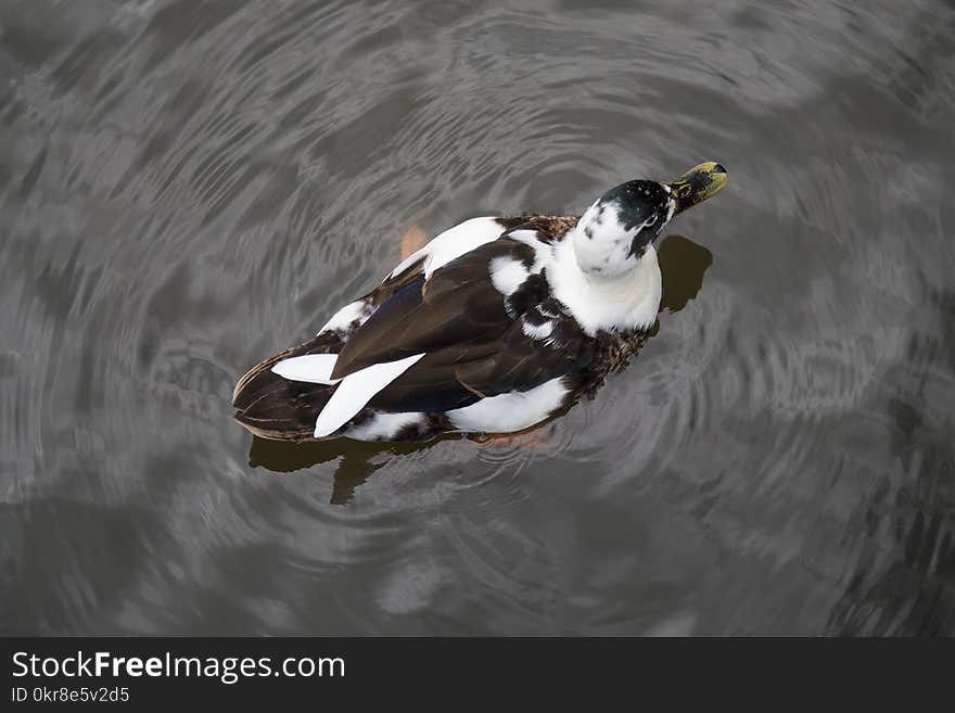 Brown and White Mallard Duck