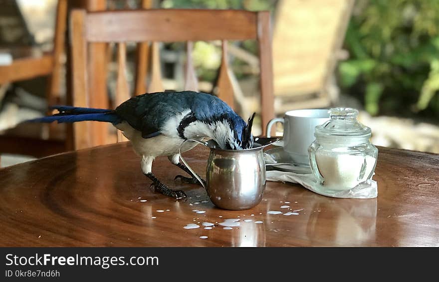 Bird Beside Container on the Table