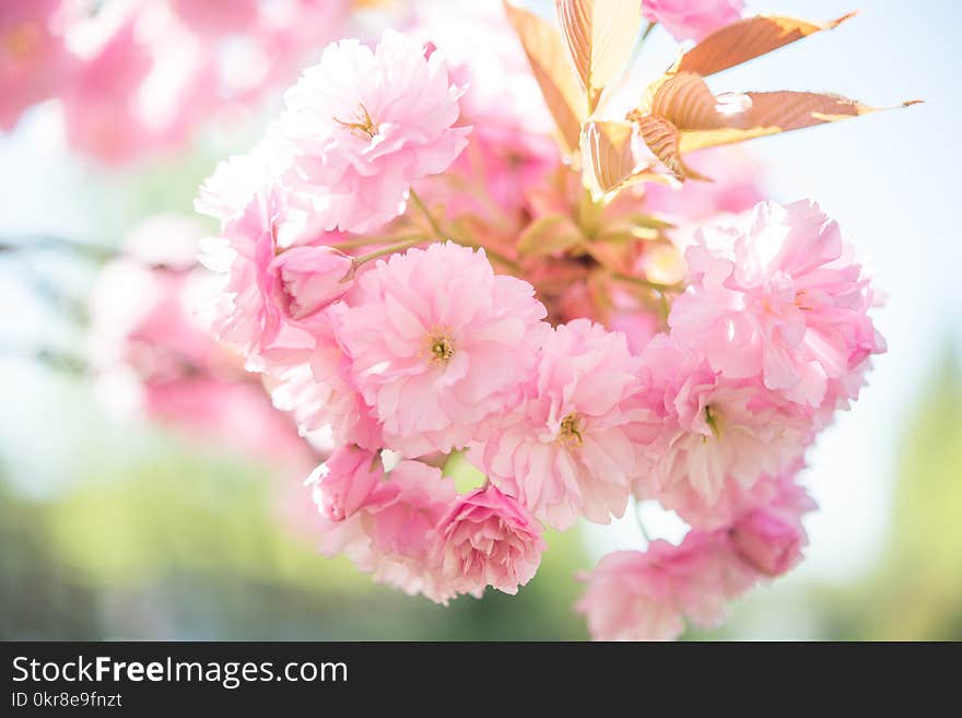 Photo of Pink Petaled Flowers