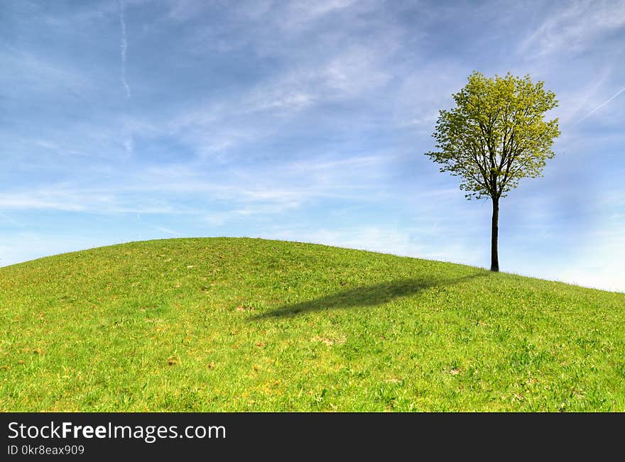 Green Tree on Green Grass Field Under White Clouds and Blue Sky