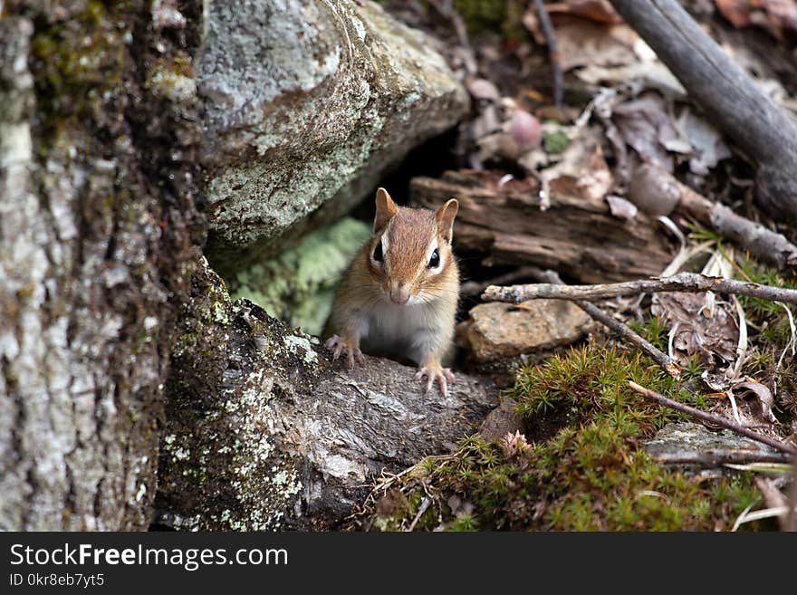 Close-up Photo of Brown and Gray 4-legged Animal Stands on Gray Tree Trunk