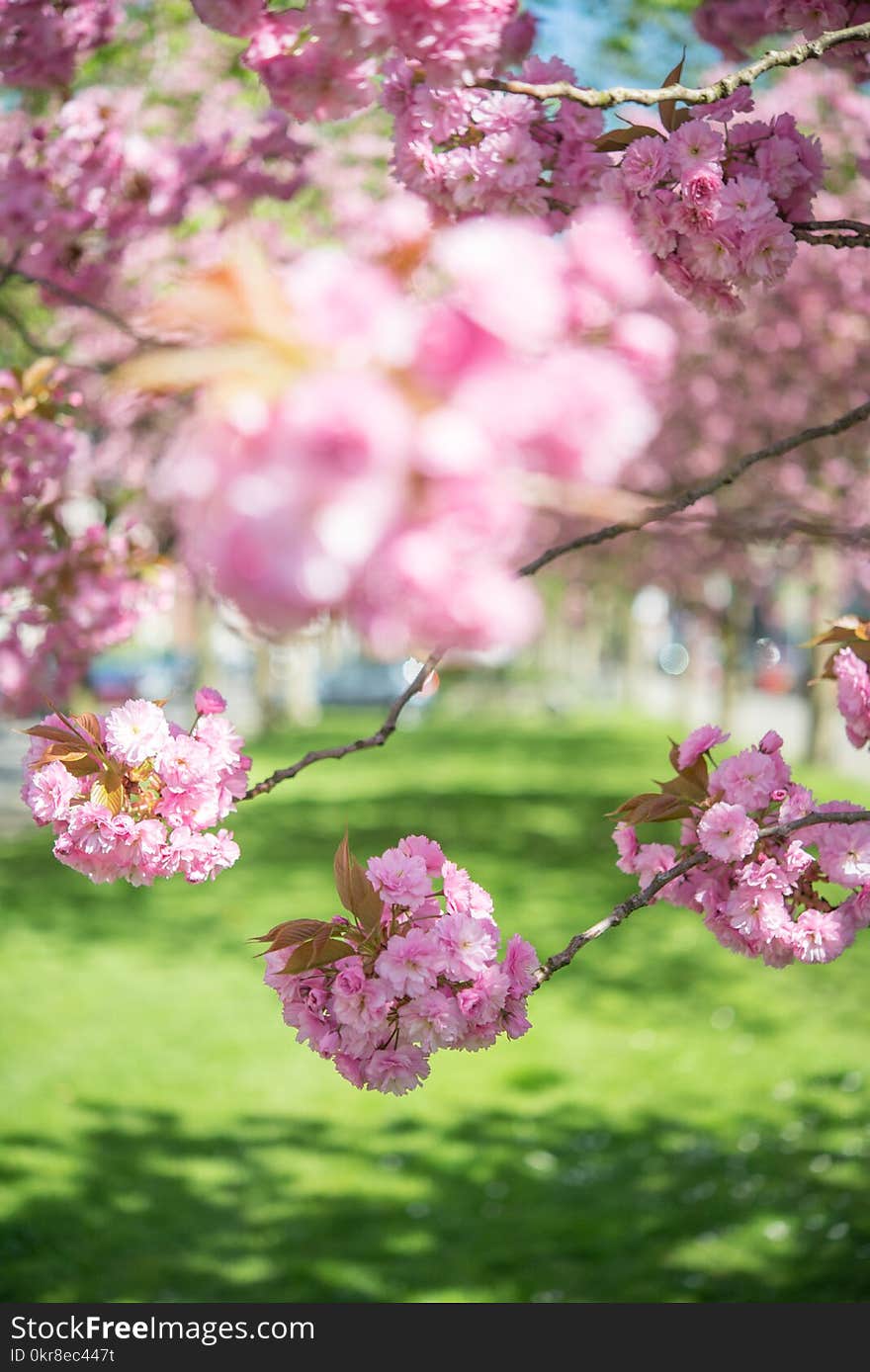 Selective Focus Photo of Pink Flowering Trees