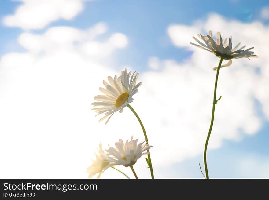 Shallow Focus Photography of Three White Daisies