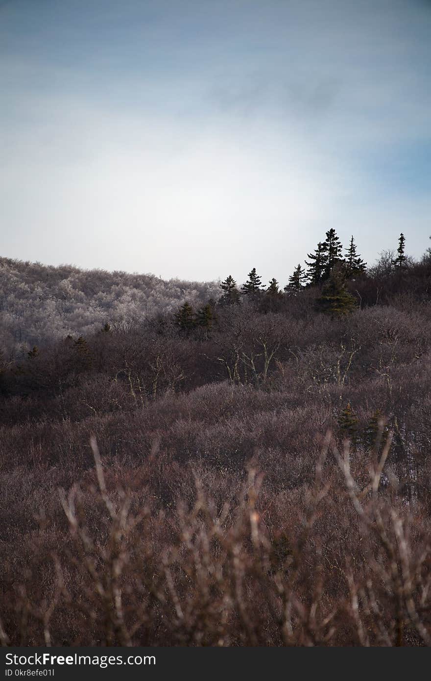 Green Leafed Trees