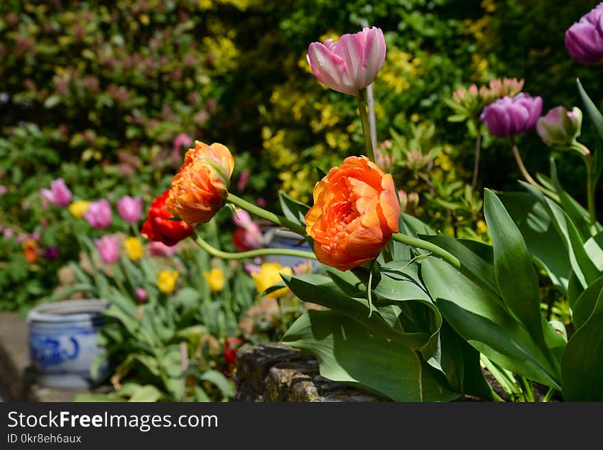 Photo of Orange and Purple Flowers