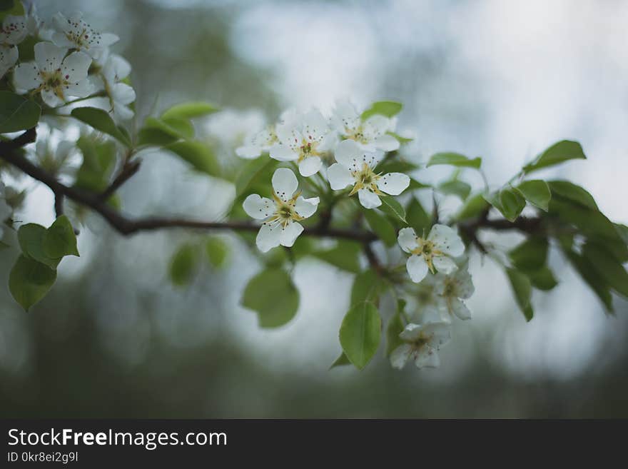 Close-up Photography Of White Petaled Flowers