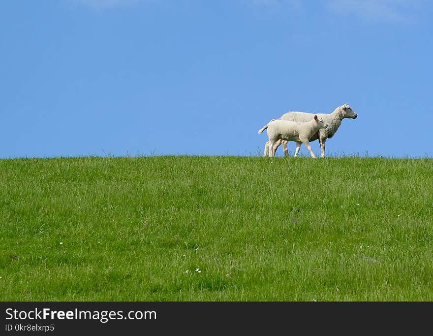 Two White Sheep on Grass Field