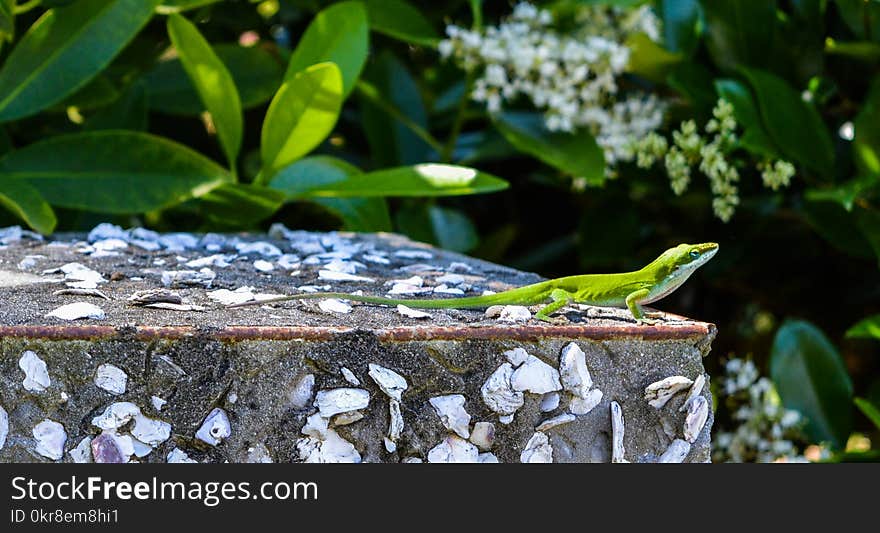 Green Lizard on Top of Gray Surface