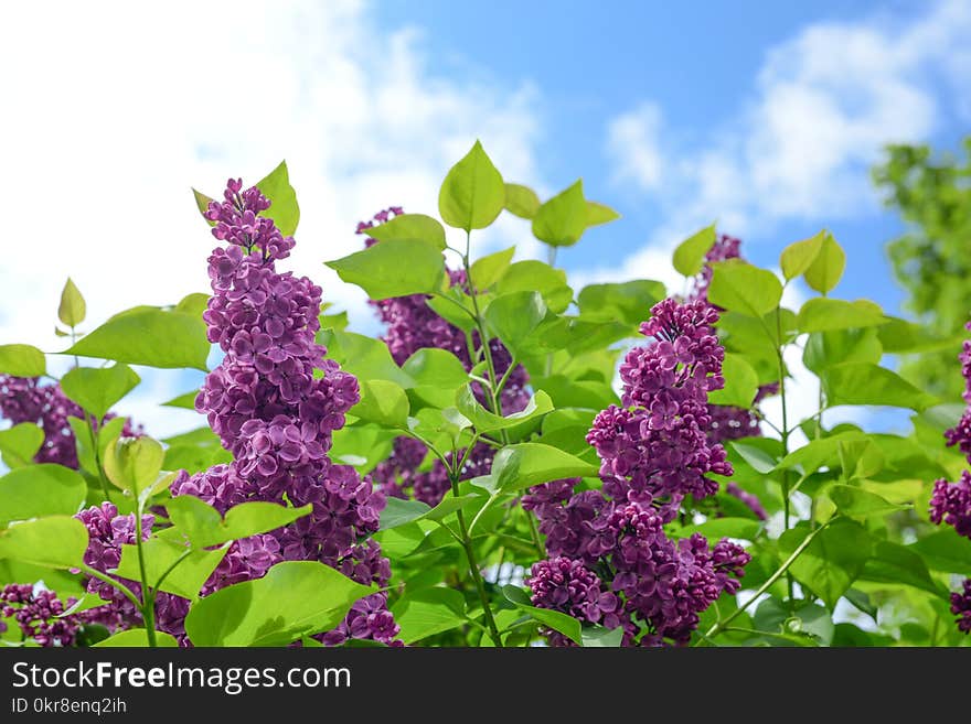 Selective Focus Photo of Purple Cluster Flower at Daytime