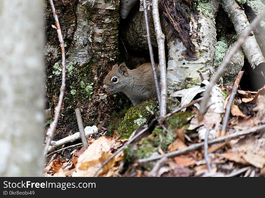 Shallow Focus Photography of Brown Squirrel