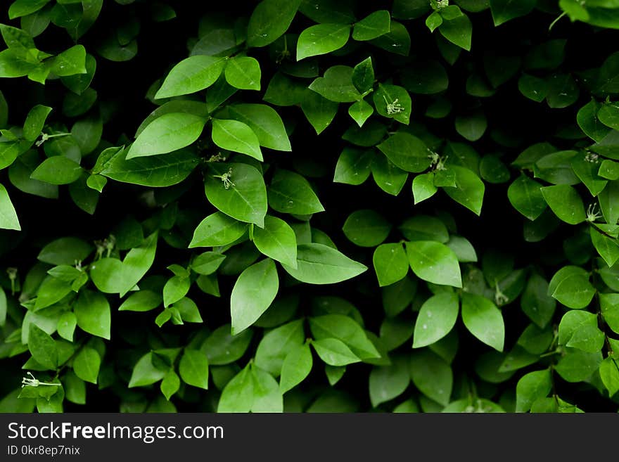 Photo of Green Leafy Plant