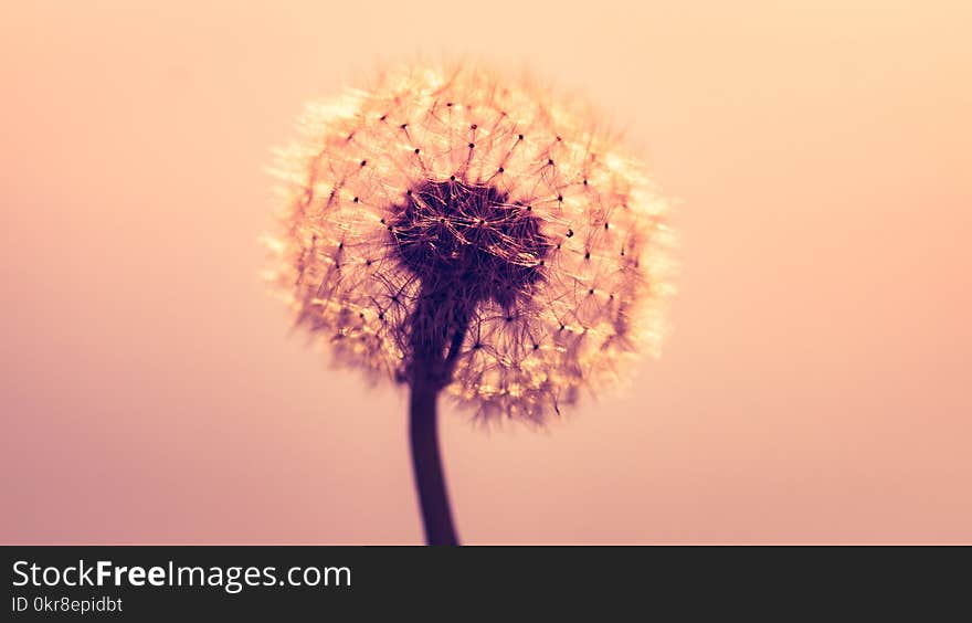 Macro Shot Photography of Dandelion