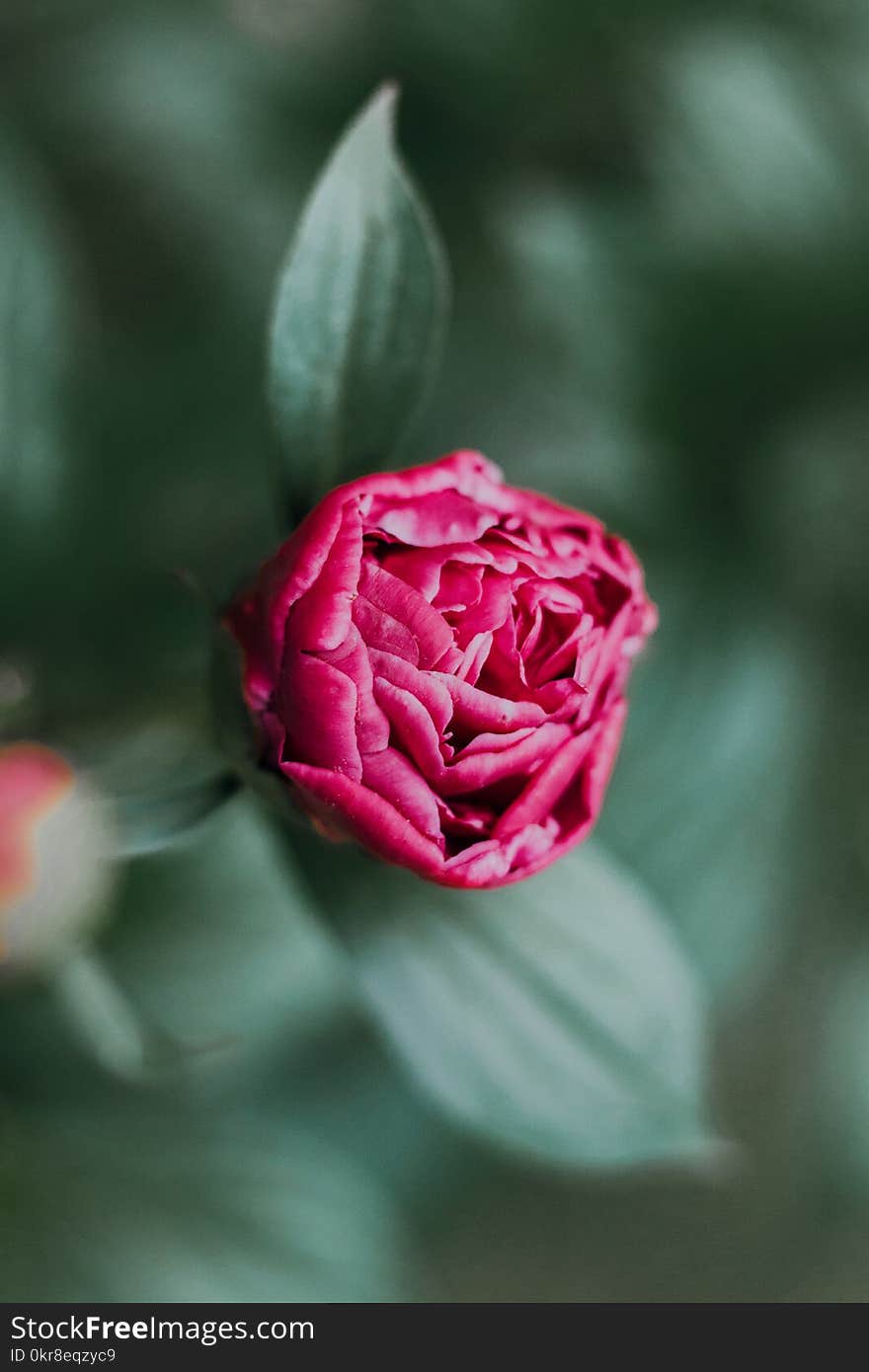 Shallow Focus Photography Of Pink Flower