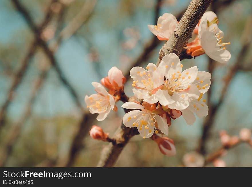 Close-up Photography of White Petaled Flowers