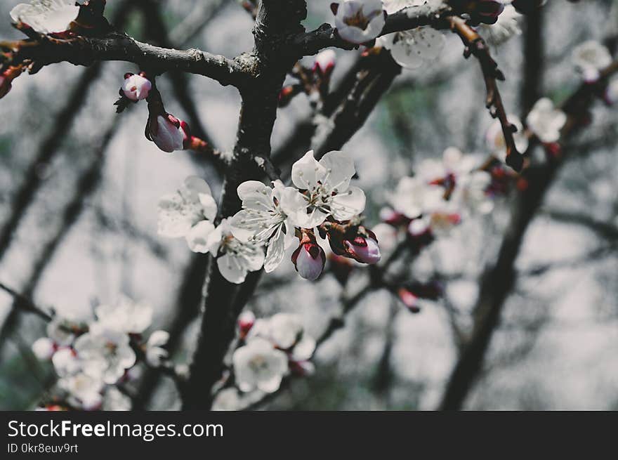 Focus Photo of White Petaled Flowers