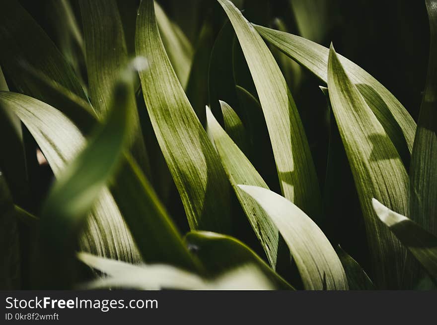 Green Leaf Plant