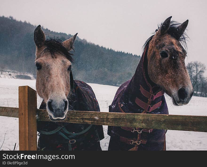 Two Brown Horses