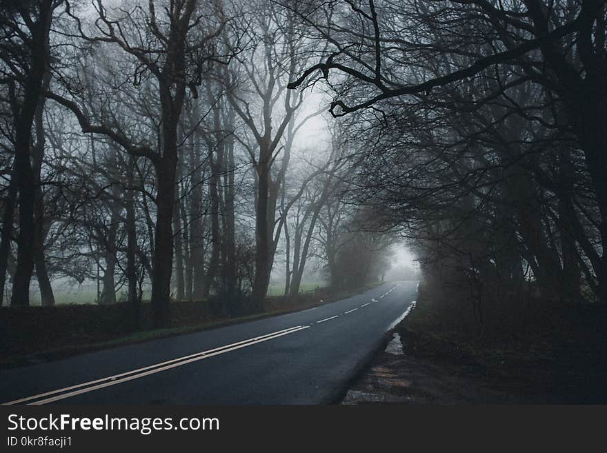 Asphalt Road Between Tall Trees