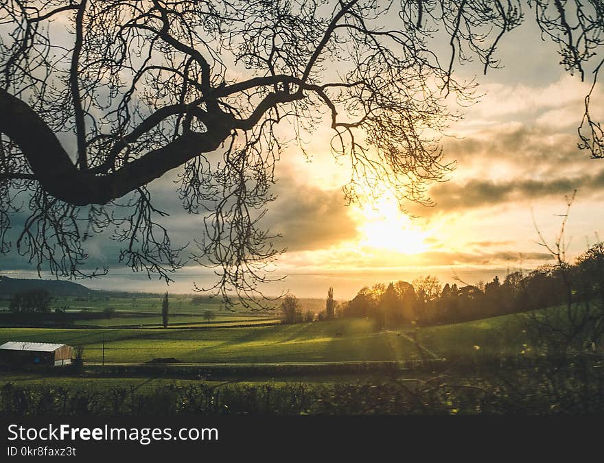 Bare Trees Near Green Grass Field