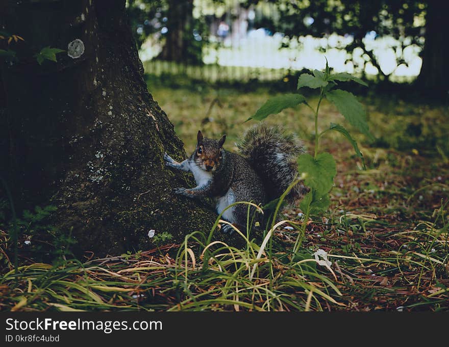 Grey Squirrel at Ground