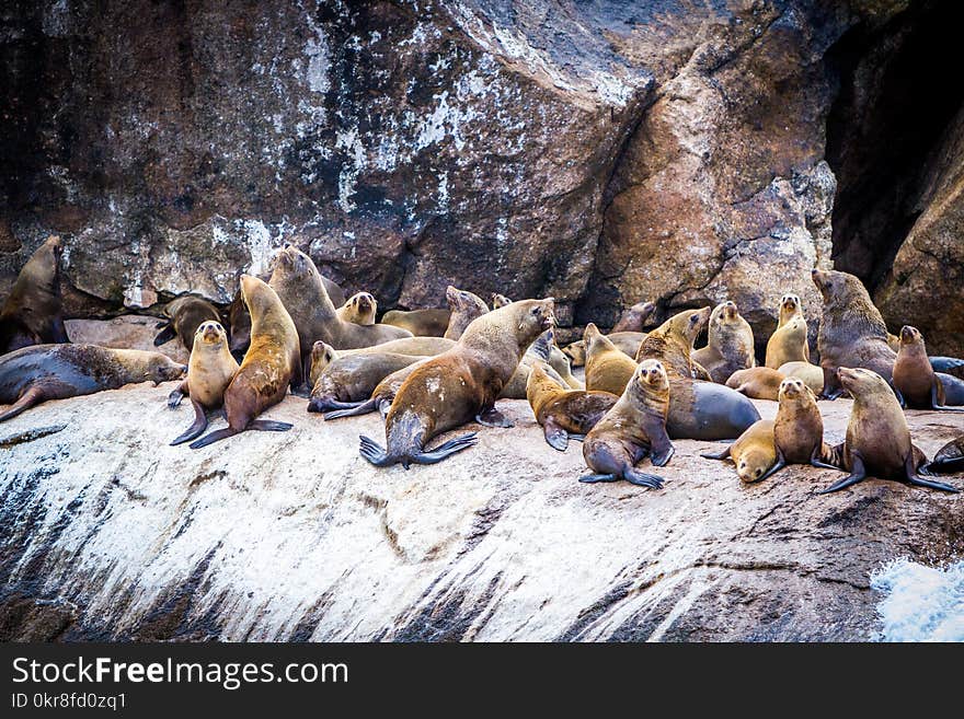 Group of Sea Lion