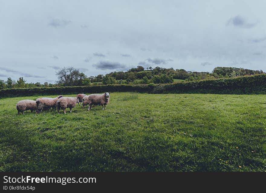 Herd of Sheep on Green Grass Field