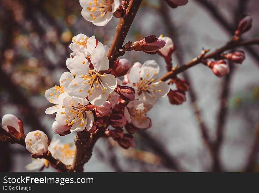 Shallow Photography of White Flowers