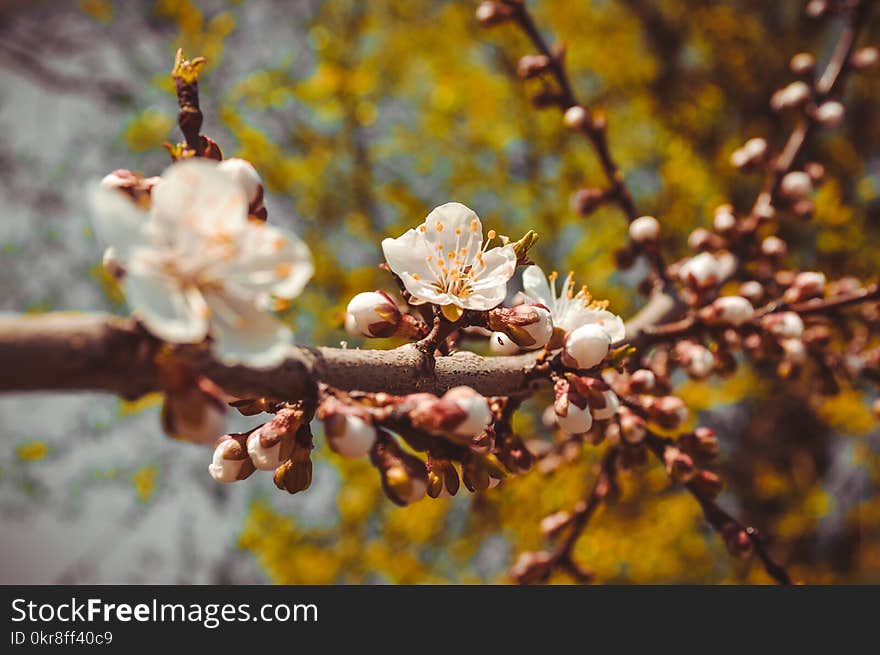 Selective Focus Photography of White Petaled Flowers