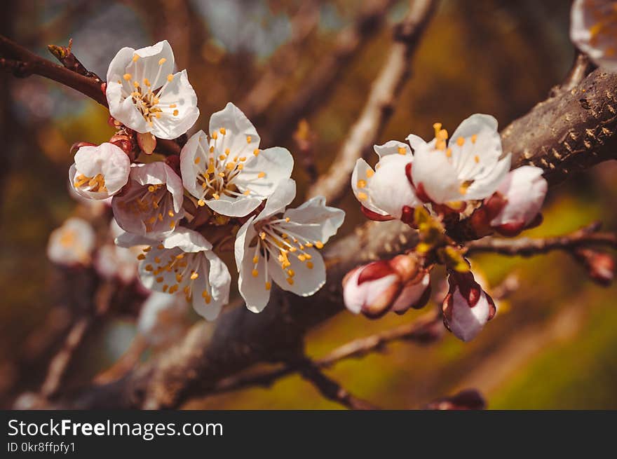 Tilt-shift Lens Photo of White Flowers